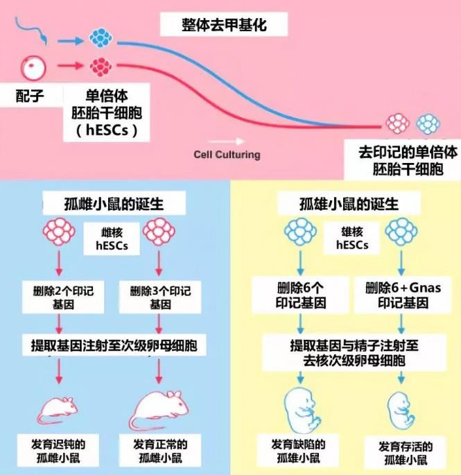 中国科学家证明同性哺乳动物也能实现生殖 突变 混搭 弗兰肯斯坦 繁殖 人类 正常 小组 动物 细胞 老鼠 新闻资讯  第2张