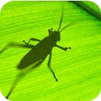 grasshopper最新版(高级建模软件)